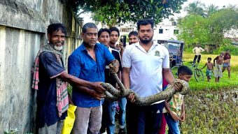 শ্রীমঙ্গলে ধানক্ষেত থেকে অজগর উদ্ধার