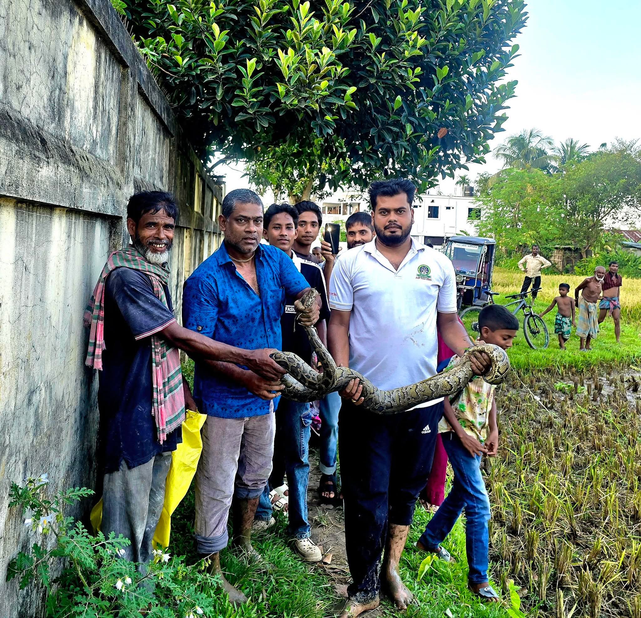 শ্রীমঙ্গলে ধানক্ষেত থেকে অজগর উদ্ধার