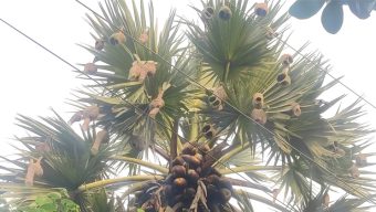হারিয়ে যাচ্ছে গ্রামবাংলার শৈল্পিক বাবুই পাখি