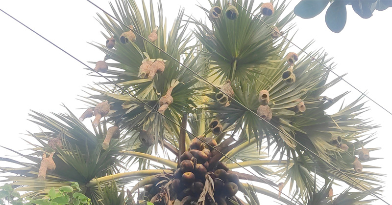 হারিয়ে যাচ্ছে গ্রামবাংলার শৈল্পিক বাবুই পাখি