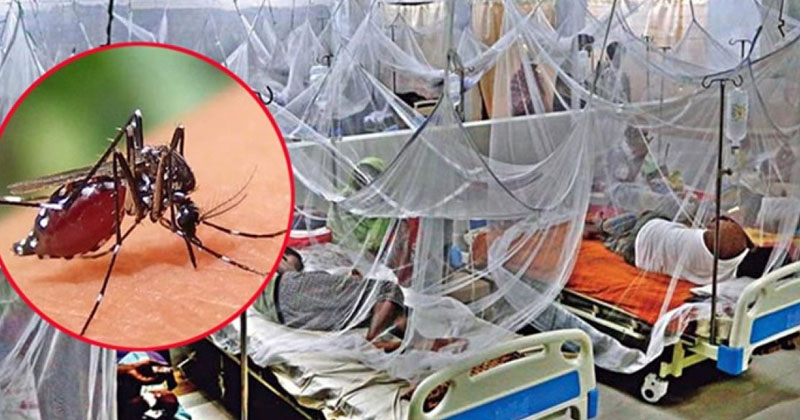 ডেঙ্গুতে আরও ৮ জনের প্রাণহানি, হাসপাতালে ভর্তি ১৭৩৩